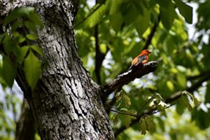 A bright red bird with black wings and a black tail perches on the end of a short, stubby branch. Green leaves form a thick canopy behind the bird.