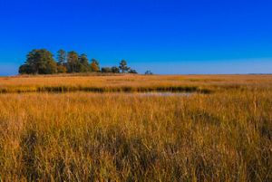 A view of a marsh with tall brown grasses growing around a small body of water. A tree line is seen in the distance.