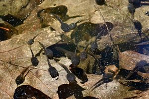 A dozen dark brown tadpoles float beneath the surface of a shallow mountain pool. The surface of the water is dotted with bubbles. The bottom of the pool is lined with leaves.