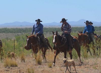 Men on horses walking through a field with a cattle dog.