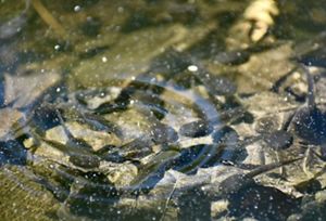 A water droplet creates a circle of ripples on the surface of a pond. Dark brown tadpoles crowd togethers in the water below the ripple.