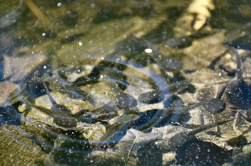 A water droplet creates a circle of ripples on the surface of a pond. Dark brown tadpoles crowd togethers in the water below the ripple.
