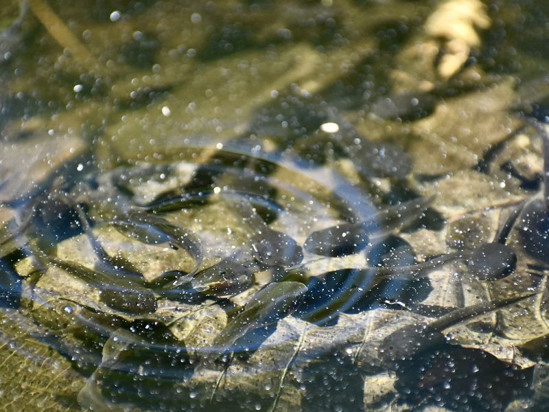 A water droplet creates a circle of ripples on the surface of a pond. Dark brown tadpoles crowd togethers in the water below the ripple.