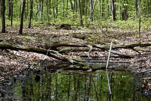 A vernal pool in the middle of a forest. A shallow pool in the middle of the forest reflects the tall trees that surround it. Fallen trees lay on the leaf covered forest floor.