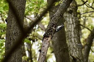 A downy woodpecker perches on the side of a tree. A small black and white bird is viewed in profile in a forest. The bird has a white breast and black mask stripe across its eyes.