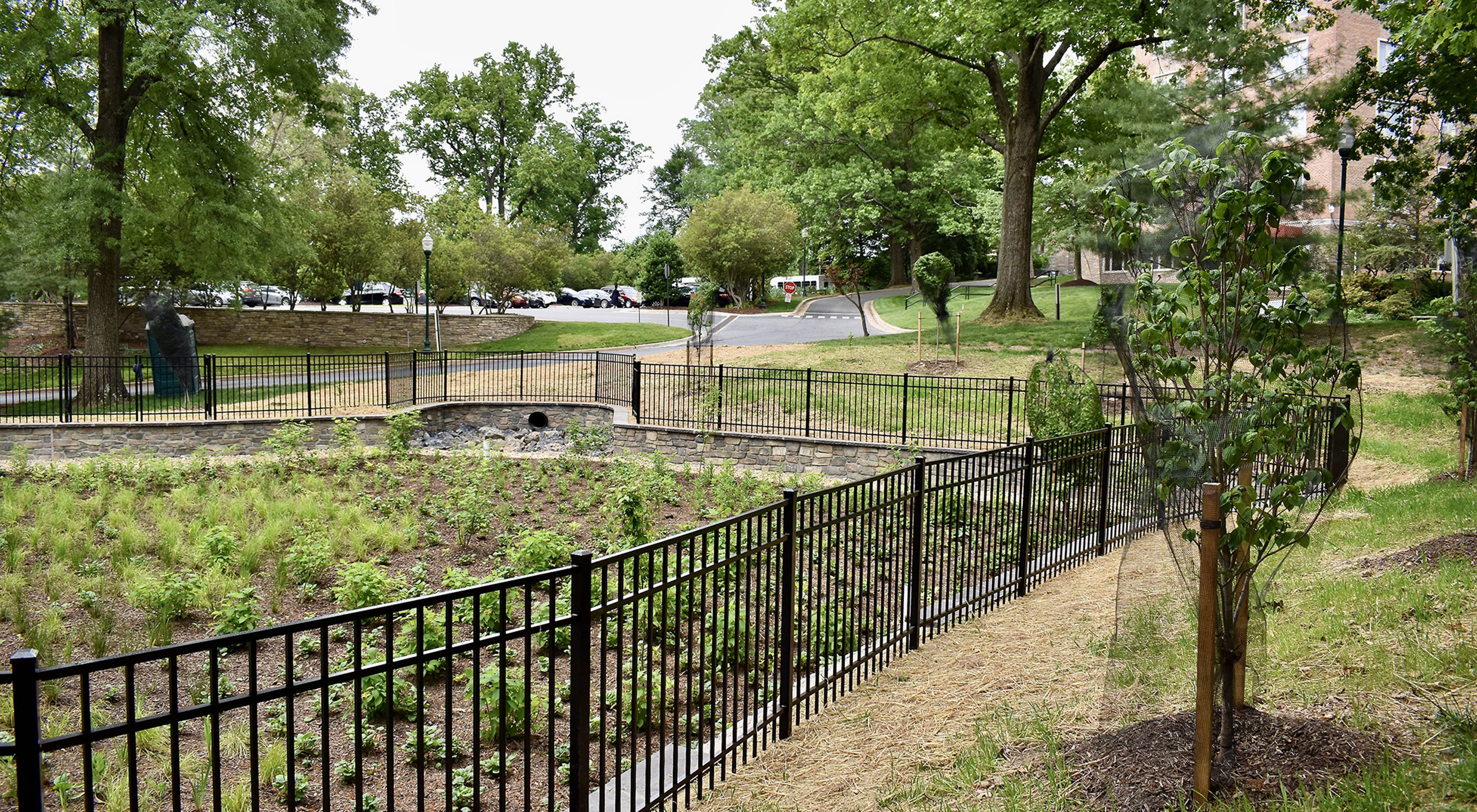 A newly planted rain garden sits at the bottom of a low rise beneath a parking lot. A black iron fence surrounds the garden which is planted with native plants and grasses. 