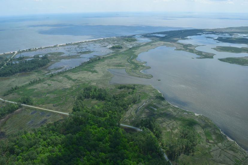 Aerial view of the interface between open water and wetlands and a coastal forest. The water cuts meandering channels before ending at the green forested land.