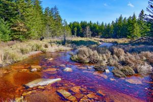 A view of Red Creek winding through a dense forest. 