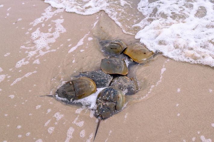 Six horseshoe crabs huddle together on the sand as waves crash upon them.