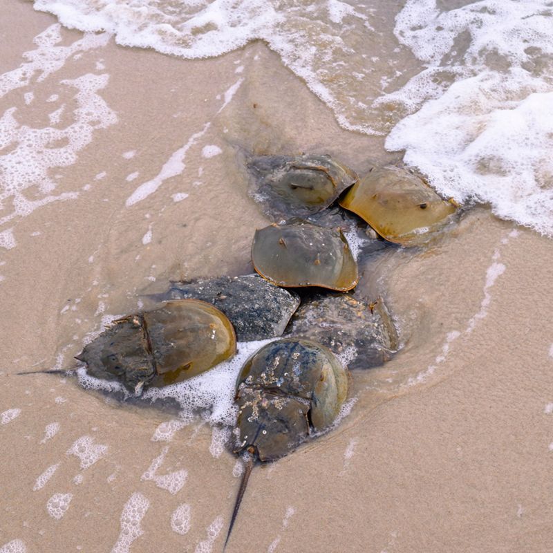 Horseshoe crabs sit in a cluster on the sand.