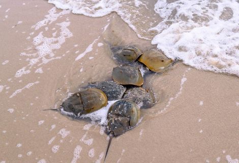 Several Horseshoe crabs pile on top of one another in shallow water.