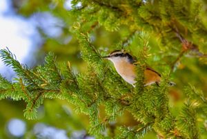 A red-breasted nuthatch sits on a tree branch. 