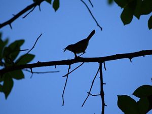 A bird is silhouetted against a dark blue sky. The bird holds an insect in its beak while perching on the branch of a tree. The bird and branches are in shadow showing as solid black against the sky.