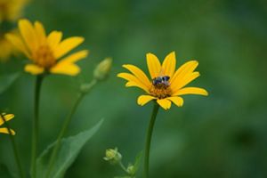 A honeybee gathers pollen from a yellow flower. 