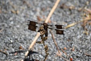 A common whitetail dragonfly perches on a withered plant. The dragonfly's body is dark brown. It has four translucent wings, each with a large brown marking.