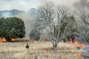 A firefighter in a yellow jacket carrying gear walks in a dry, grassy area with small flames from a prescribed burn in the surrounding area.