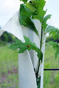 An oak sapling grows through the top of a tall plastic tube meant to reduce browsing by deer. A red ladybug sits on one of the leaves.