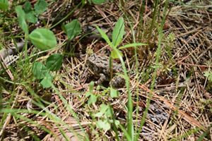 A small toad sits in the middle of a pile of pine needles. The toad is light brown with large dark brown spots ringed with white running along its back.