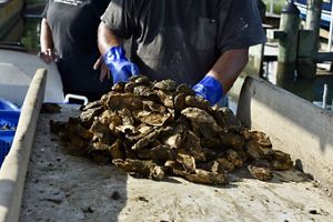 Sorting oysters that came from the SOAR program