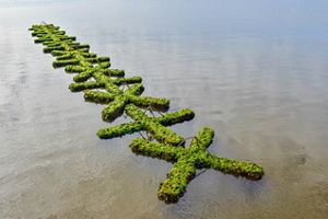 Green algae grows on cinderblocks that have been placed in a "x" pattern on the sand.