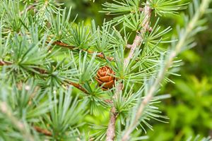 A close up of a tree with spiky green pines and small brown circular growths.