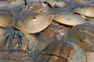 Several horseshoe crabs lay on top of one another.