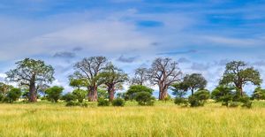 Landscape view of a grassy field with several large baobab trees and other smaller trees.