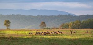 A large herd of elk gather to graze in an open meadow. Mist fills the valley behind them as the sun begins to rise.