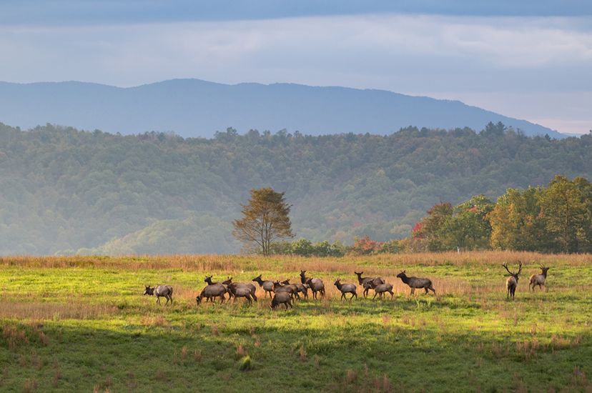 A large herd of elk including a dozen cows and three bulls graze in the early morning light in an open meadow. A mountain ridge rises in the background.