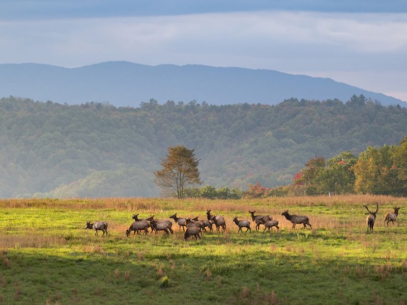 A large herd of elk gather to graze in an open meadow. Mist fills the valley behind them as the sun begins to rise.