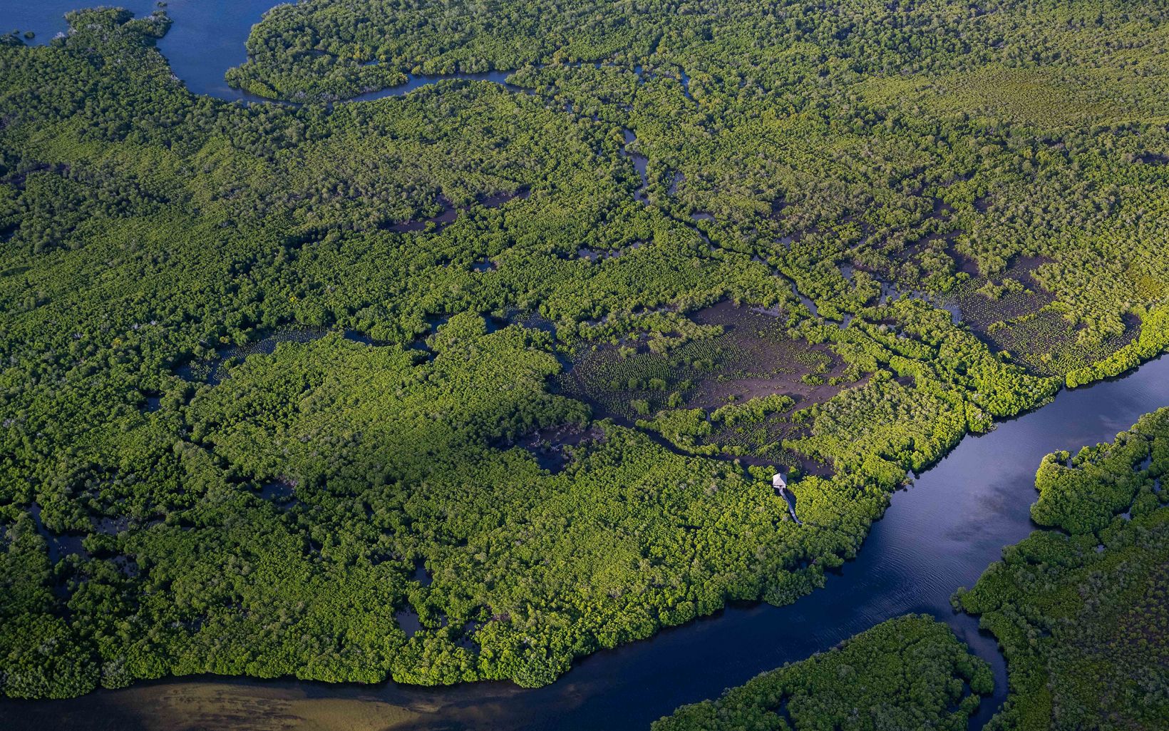 An aerial view of green mangrove forests