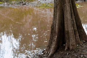 A close up of the base of a Cypress tree growing near muddy water.