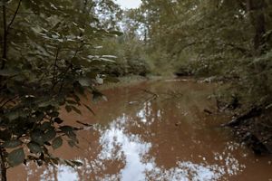 A view of the Pocomoke River between tree leaves. 