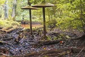 A photo of a ditch like area near a wetland with mud, rocks and logs. 