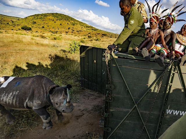 people in traditional Kenyan garb in a large truck releasing a rhino into a savannah.
