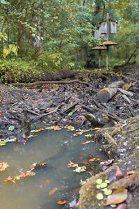 A muddy puddle in a wooded area.