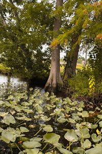 A cypress tree grows in a marshy dark river surrounded by lily pads.