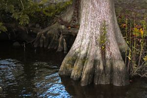 A close up of a cypress tree's roots.