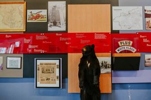 A photo of a timeline display in a museum.