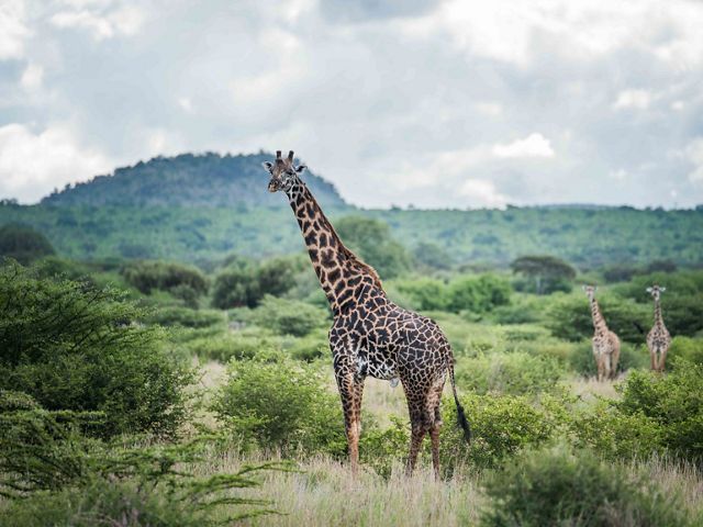 Maasai giraffe in Randilen Wildlife Management Area, Tanzania.