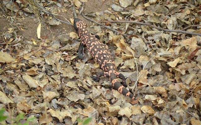 A Gila monster, a long, orange and black reptile, walks in on the ground full of dried leaves.
