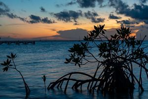 Un manglar crece en el océano bajo un cielo anaranjado al atardecer.