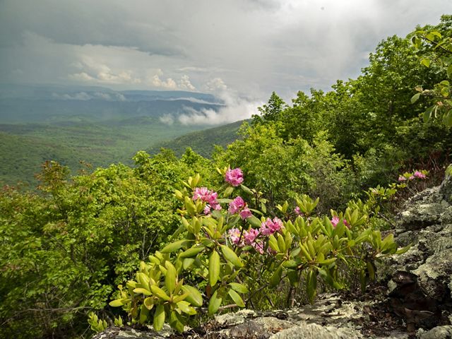 Vegetation of the Appalachians. A mountain slope at Warm Springs Mountain Preserve, Virginia. Rain clouds hover in the sky over Bear Loop Trail as rhododendron blooms in the foreground.