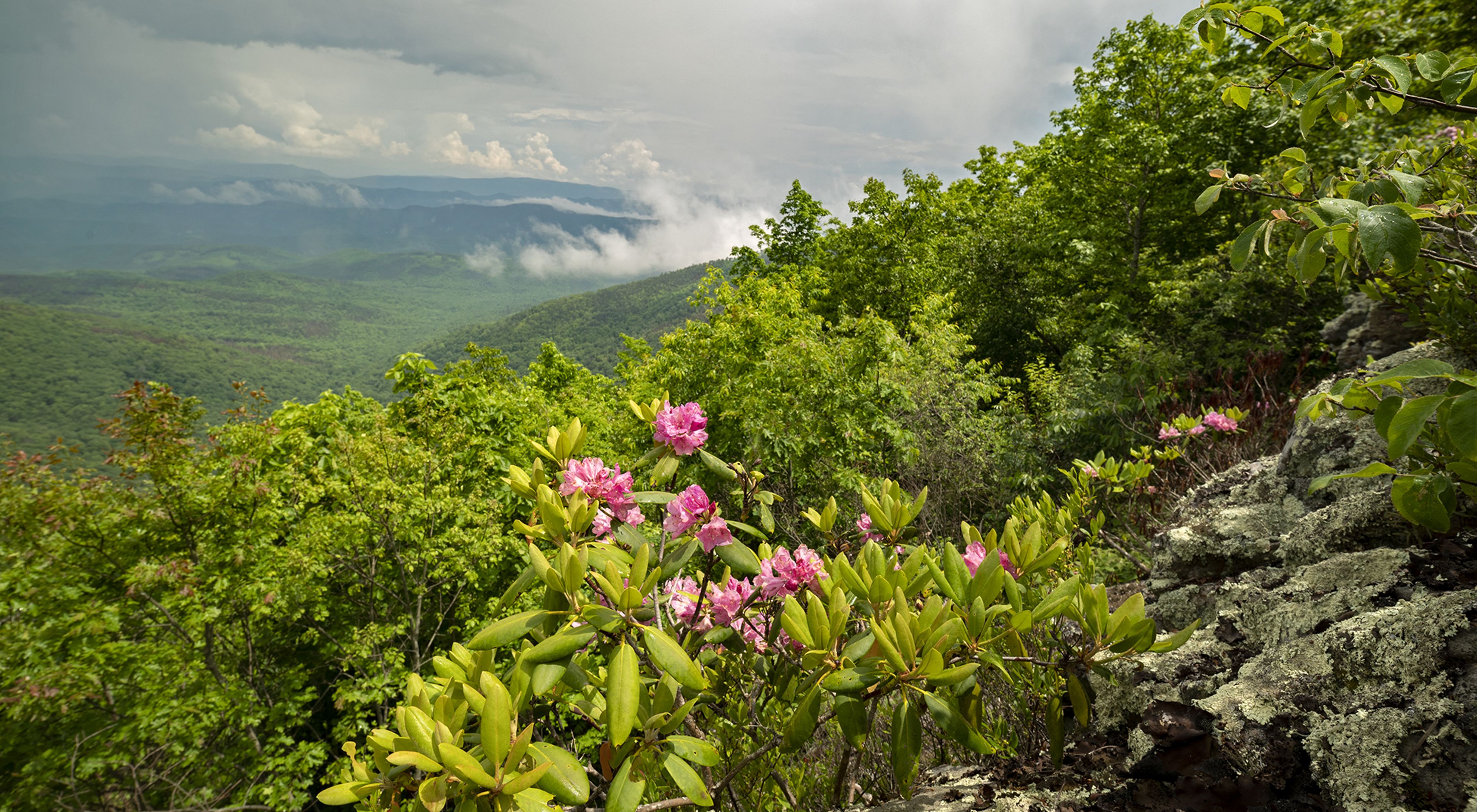 Bright pink flowers grow at the edge of a rocky mountain overlook. Thick white clouds rise from the valleys in the background in a line of mountain ridges that roll to the horizon.