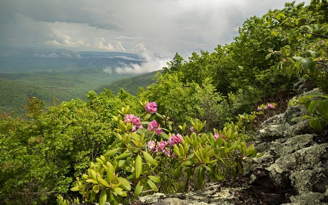 Lush green vegetation and pink rhododendron blooms on a mountain overlook looking out over a valley under cover of heavy white clouds.