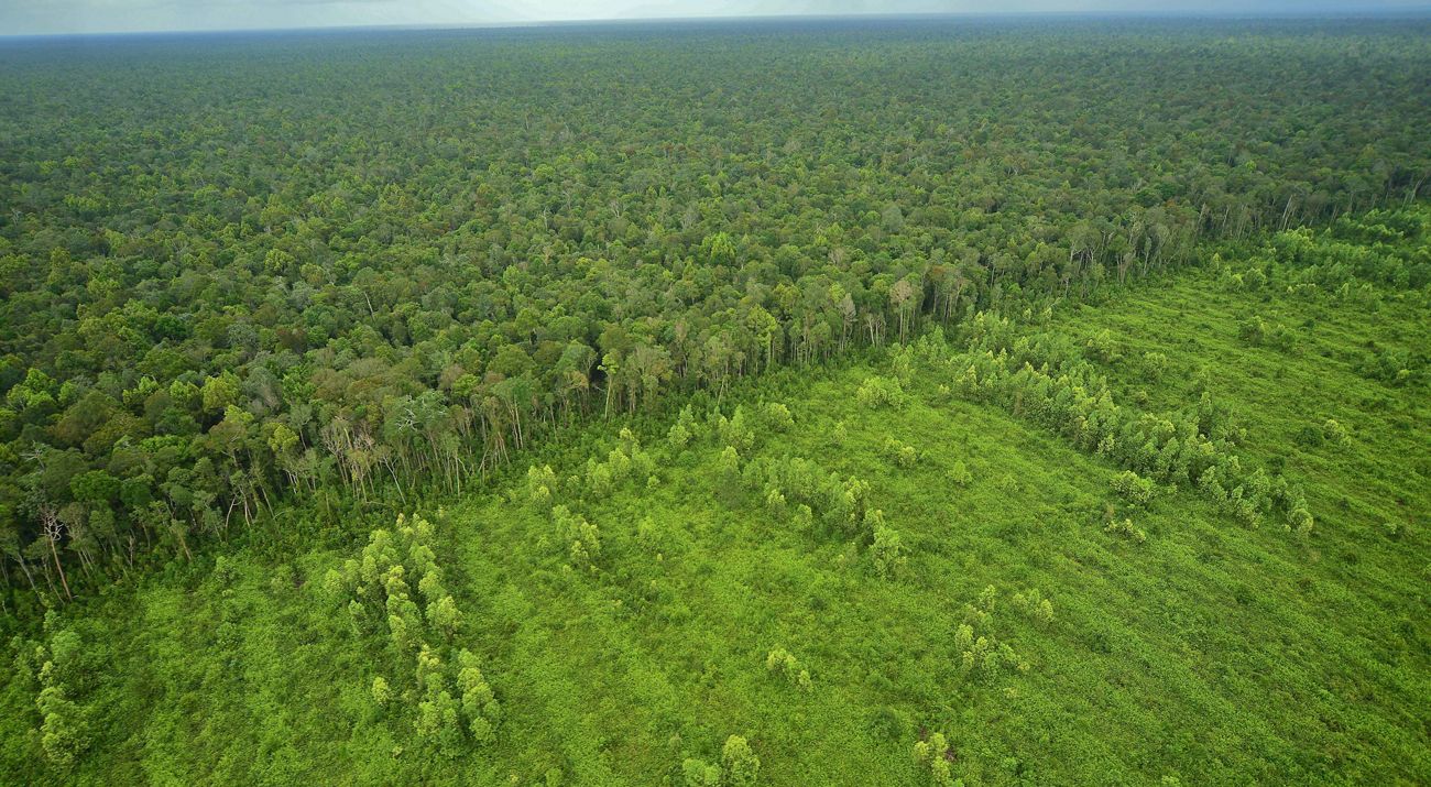 Aerial view in Sumatra, showing deforestation on one side, forest on the other.