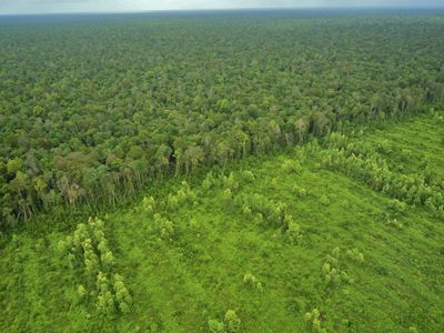 Aerial view of deforestation in Sumatra, Indonesia