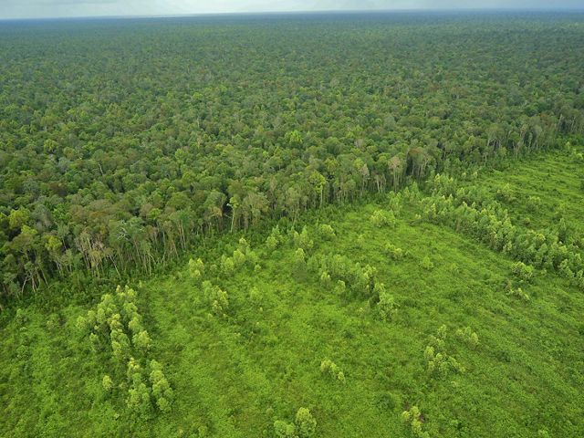 Aerial view of deforestation in Sumatra, Indonesia