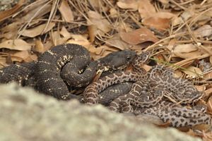 A mother rattle snake is coiled up with her baby rattlesnakes on a bed of leaves.