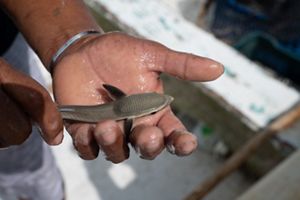 A hand holds a small juvenile fish.